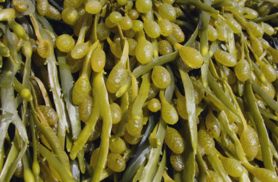 Brunalger (Ascophyllum Nodosum)